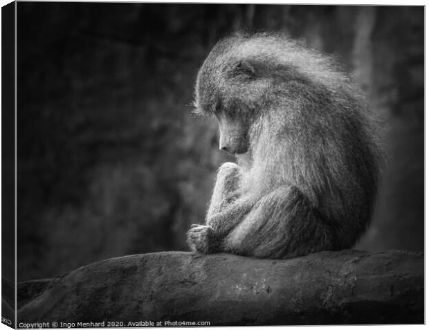 Lonely monkey Canvas Print by Ingo Menhard