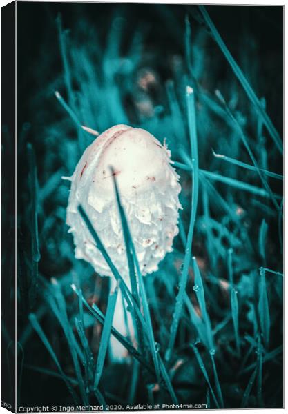 Young parasol mushroom Canvas Print by Ingo Menhard
