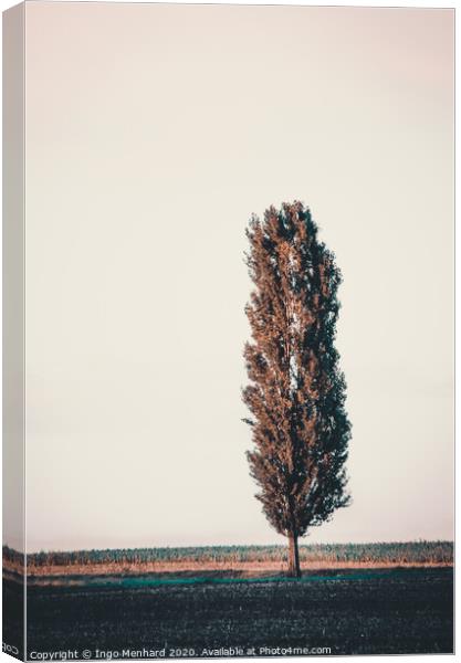 Tree cannon Canvas Print by Ingo Menhard
