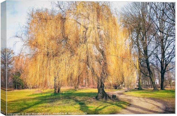 Weeping willow tree Canvas Print by Ingo Menhard