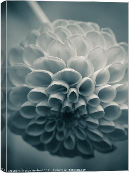 Soft flower forms Canvas Print by Ingo Menhard