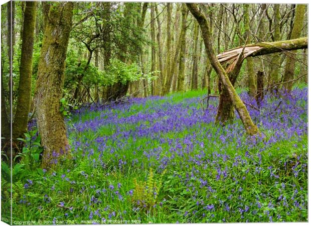 Fallen tree with bluebells Canvas Print by John Rae