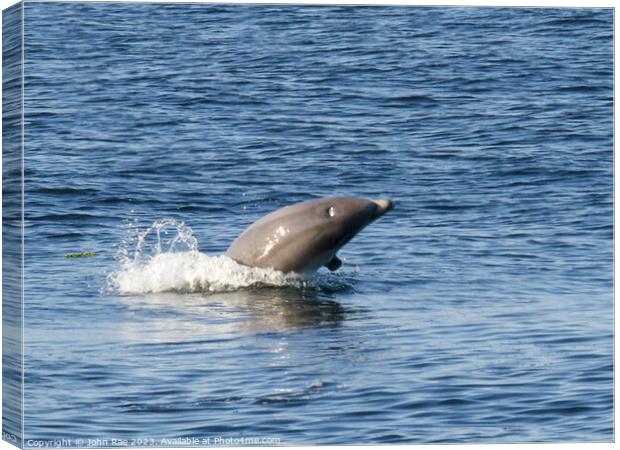 Dolphin on the river Clyde Canvas Print by John Rae