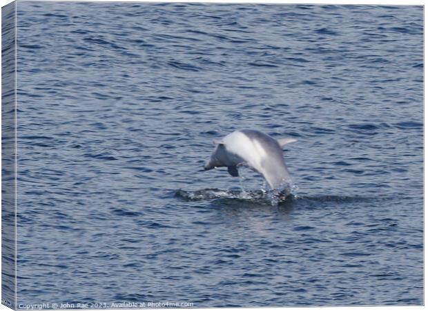 Dolphin on the river Clyde Canvas Print by John Rae