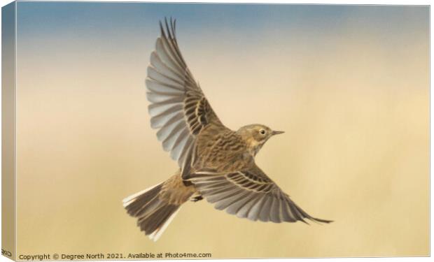 bird in flight Canvas Print by Degree North