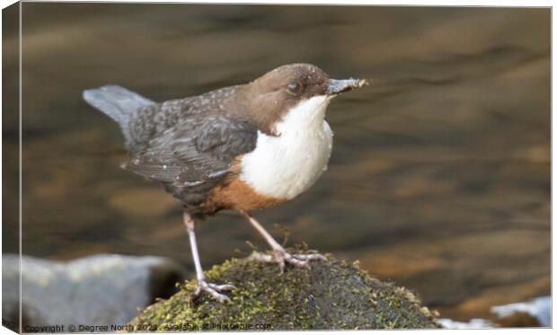 Dipper on the water Canvas Print by Degree North