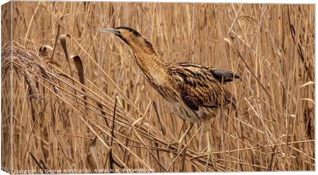 Bittern in the reeds Canvas Print by Degree North