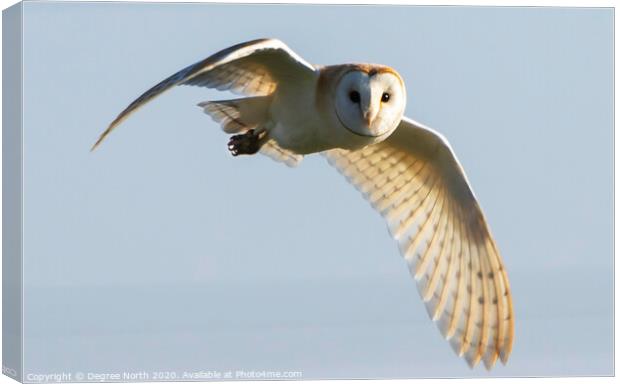 Barn owl flying Canvas Print by Degree North