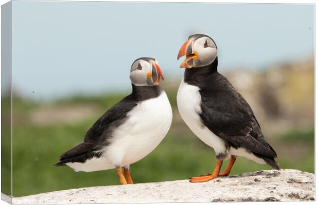 Two Puffins Canvas Print by Degree North