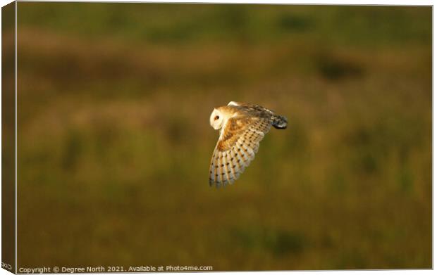 A barn owl hunting early evening Canvas Print by Degree North
