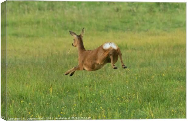 Jumping Roe Deer Canvas Print by Degree North