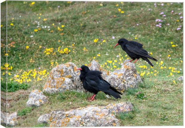 A Breeding Pair of Chough's Canvas Print by Tracey Turner