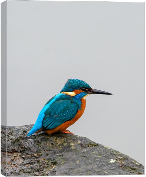 Kingfisher Portrait Canvas Print by Tracey Turner