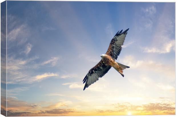 A Red Kite Soars Beneath a Beautiful Sunrise Canvas Print by Tracey Turner
