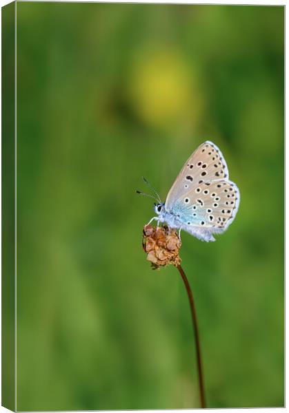 Large Blue Butterfly Canvas Print by Tracey Turner