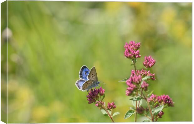The Stunning Large Blue Butterfly Canvas Print by Tracey Turner