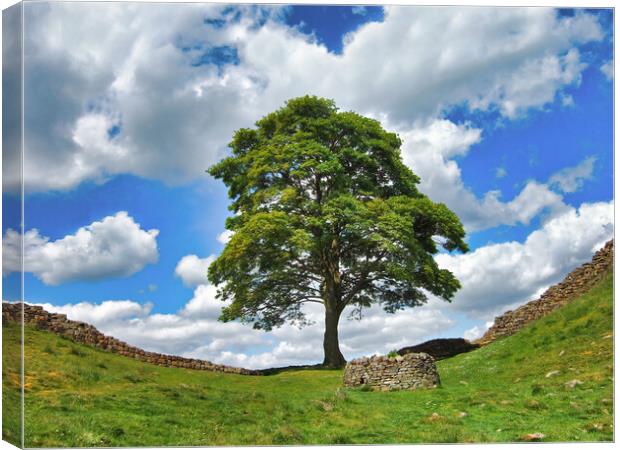 Iconic Sycamore Gap on Hadrian's Wall Canvas Print by Tracey Turner