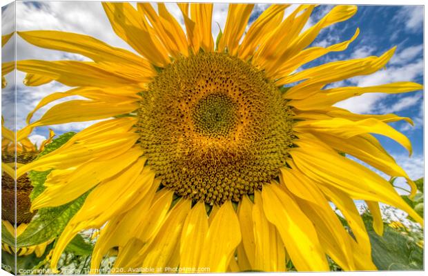 Sunflower Head Canvas Print by Tracey Turner
