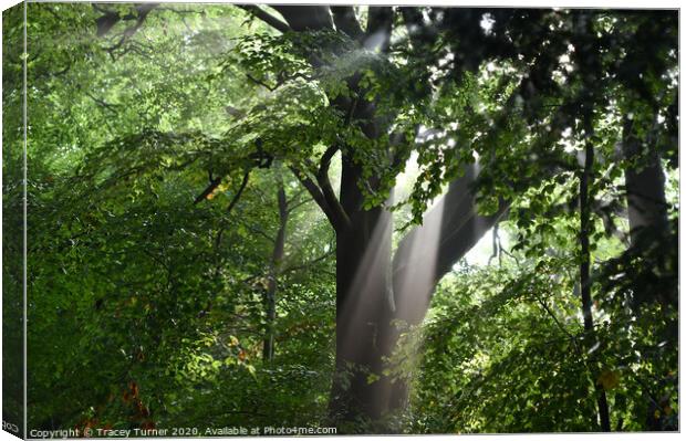 Tree Rays Canvas Print by Tracey Turner
