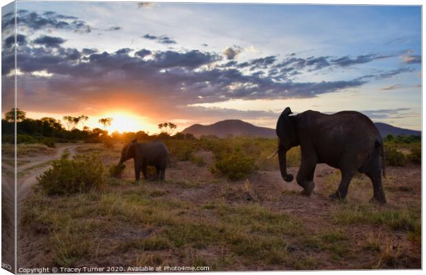 The Long Walk Home -  African Elephants at Sunset Canvas Print by Tracey Turner