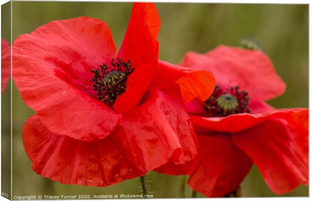 Poppy Duo, Remembrance and Hope Canvas Print by Tracey Turner