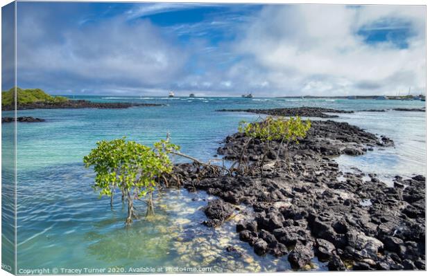 Galapagos Islands Volcanic Rock Canvas Print by Tracey Turner