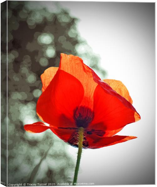 Poppy Solo Canvas Print by Tracey Turner