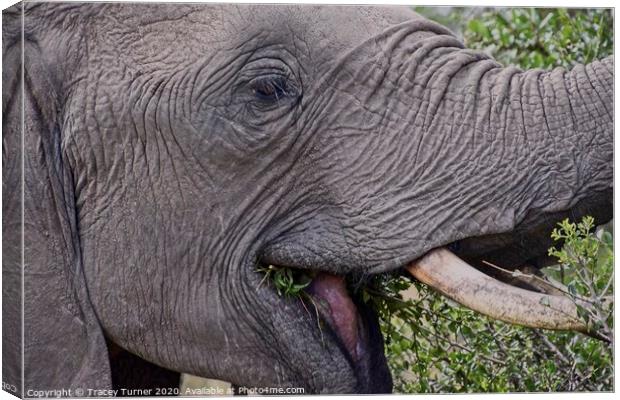 A trunk full of fun! Elephant Close up Canvas Print by Tracey Turner