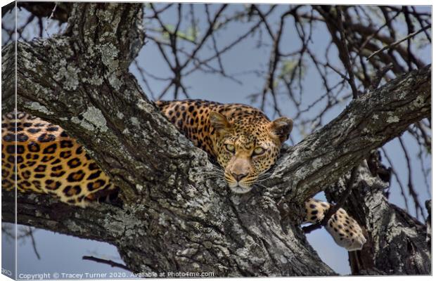 Leopard up a tree! Canvas Print by Tracey Turner