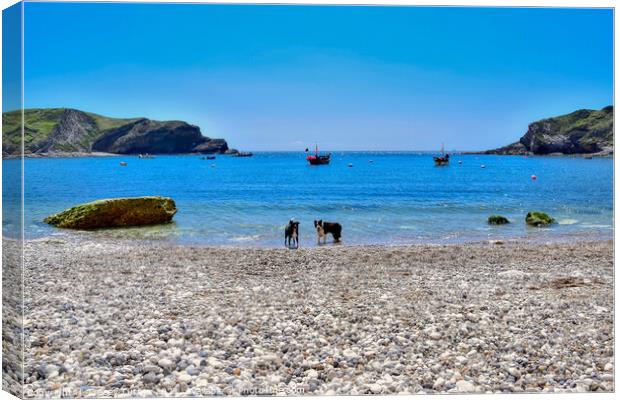 Lulworth Cove in Dorset Canvas Print by Tracey Turner