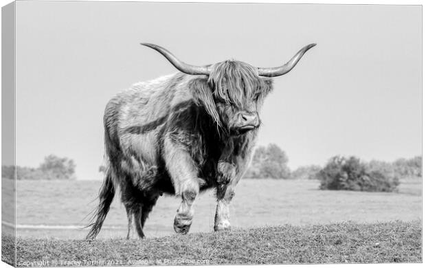 Highland Cow on Minchinhampton Common Canvas Print by Tracey Turner