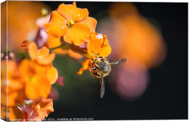 'Bee Kind'  - A honey Bee on an Erysimum. Canvas Print by Tracey Turner