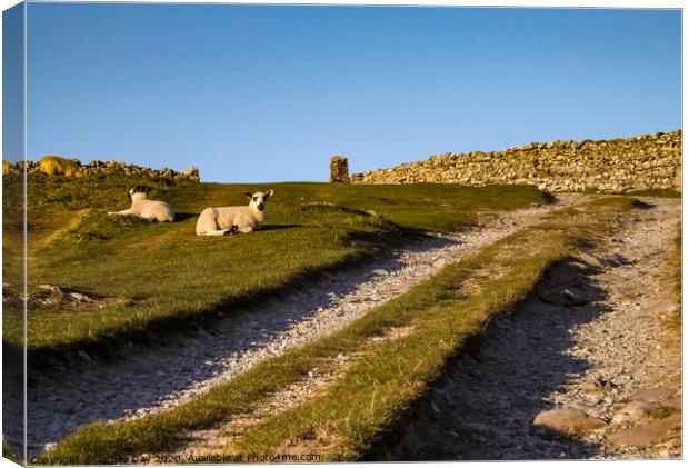 Sheep on the Path Canvas Print by Jim Day