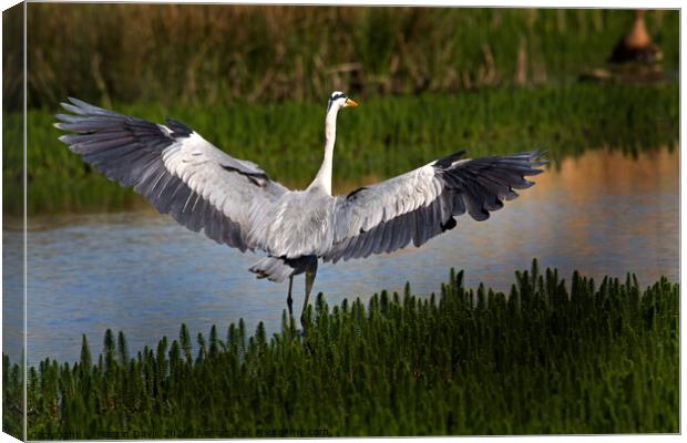 Grey Heron Spreading its Wings Canvas Print by Martin Davis
