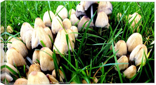 Toadstools or mushrooms Canvas Print by john hill