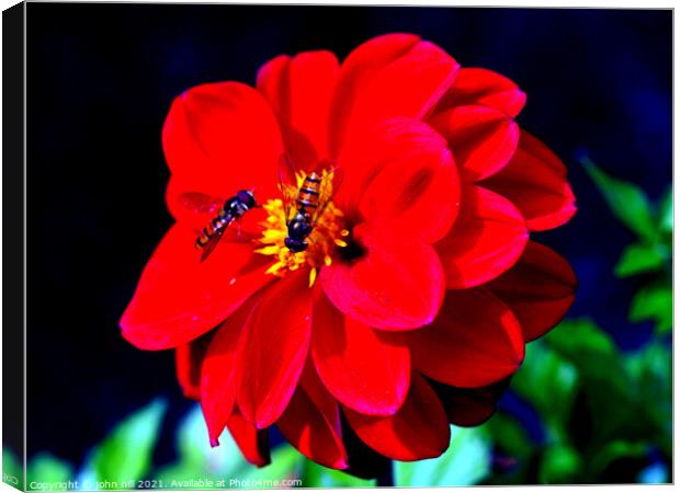 Dahlia (with Hoverflies) Canvas Print by john hill