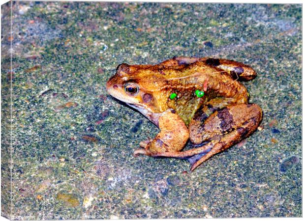 Common Frog.- Rana temporaria Canvas Print by john hill