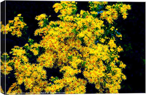 Ragwort flowers in close up. Canvas Print by john hill