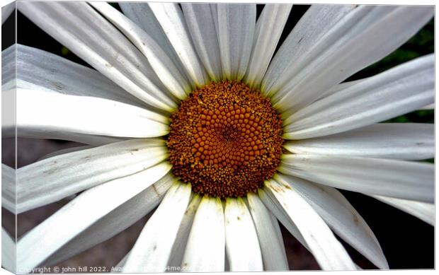 giant Daisy in close up. Canvas Print by john hill