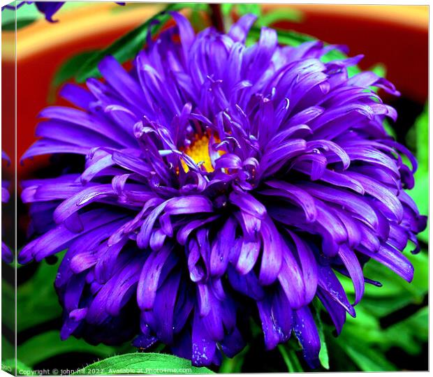 Aster (violet blue) in Macro Canvas Print by john hill