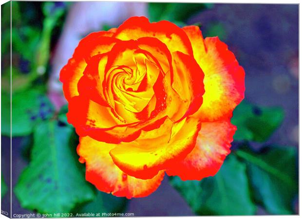 Red and Yellow Rose head in Close up. Canvas Print by john hill