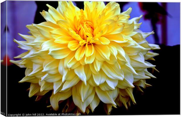 White Dahlia head in close up. Canvas Print by john hill