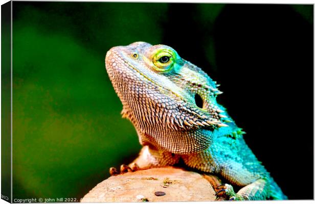 A close up of a bearded lizard Canvas Print by john hill