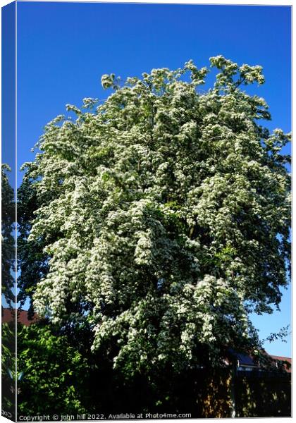 May Blossom on Hawthorn tree Canvas Print by john hill