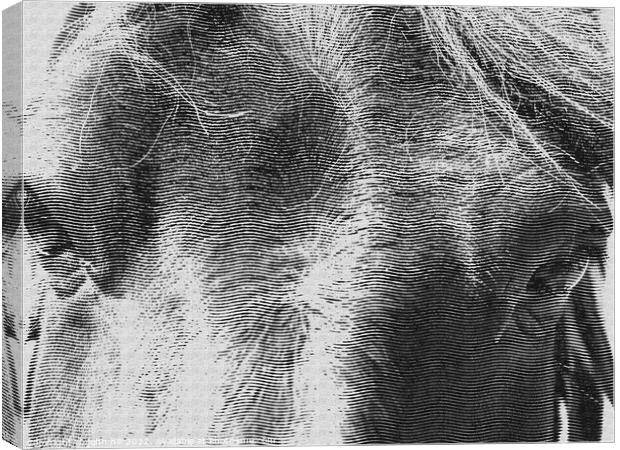 Horses head (engraving) Canvas Print by john hill