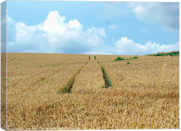 Tractor tracks in Wheatfield. Canvas Print by john hill