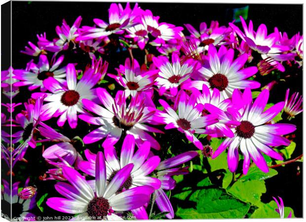 Bycolor Senetti flowers. Canvas Print by john hill