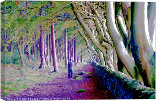 Majestic Avenue of Beech Trees Canvas Print by john hill