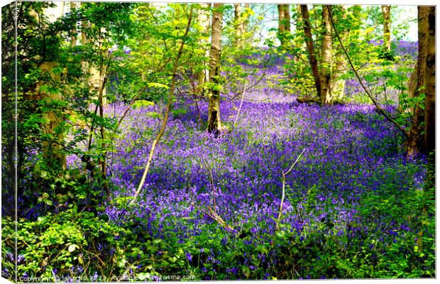 Enchanted Bluebell Woodland Canvas Print by john hill