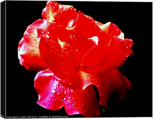 Red Rose in Abstract Canvas Print by john hill